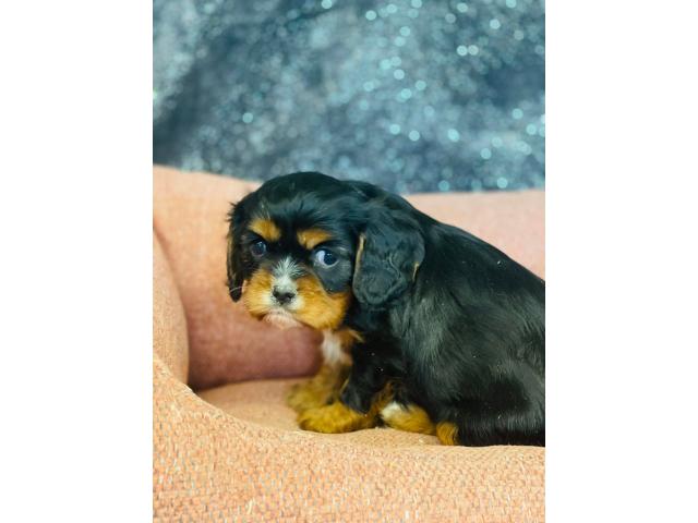 Photo beaux cavalier king charles chiots a vendre image 1/4