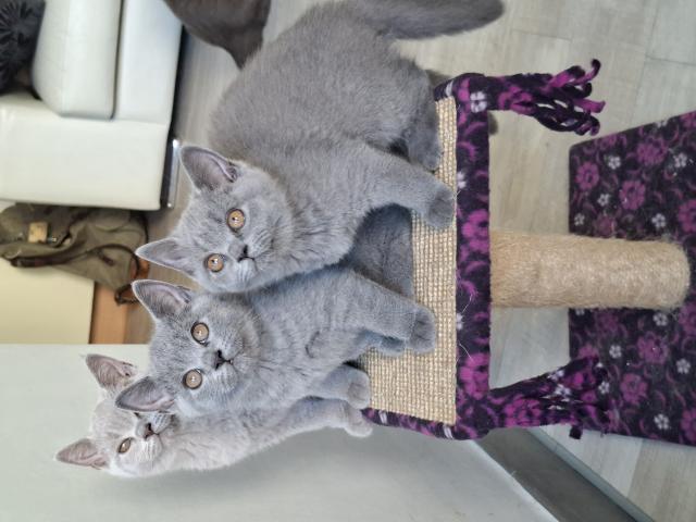 Photo Beaux chatons british Shorthair image 1/6