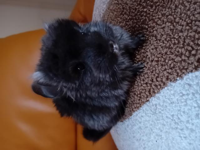 Photo Bébé chinchilla ebony dark Angora image 1/3