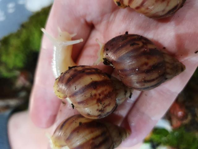 Photo Bébé fulica white jades.  Escargots terrestres image 1/6