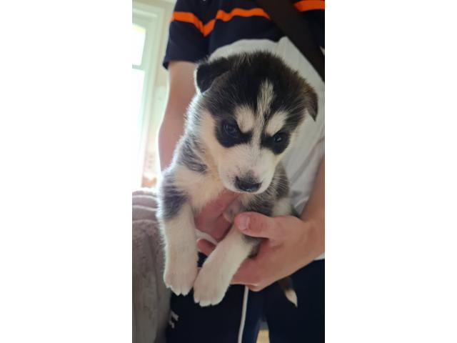 Bébé Husky