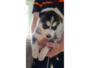 Annonce Bébé Husky