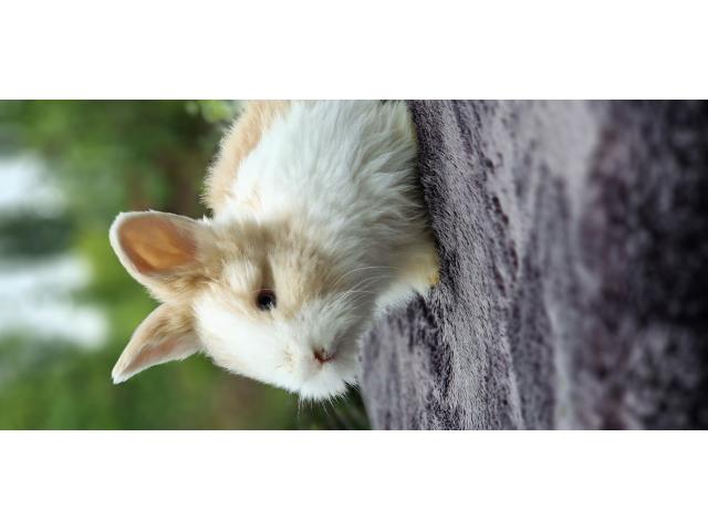 Bebe Lapins anglais angora