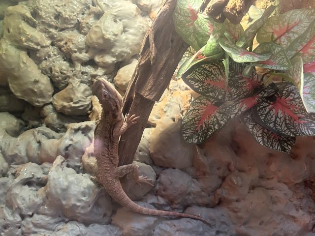 Bébé pogona nain henrylawsoni