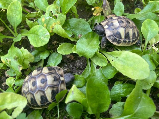 Bébé tortue herman