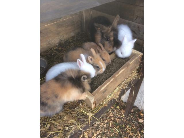 Photo Bébés lapins nains à vendre image 1/4