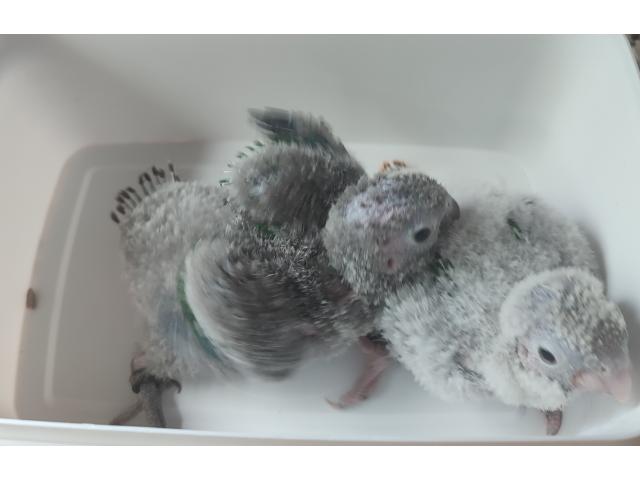 Bébés pyrrhura