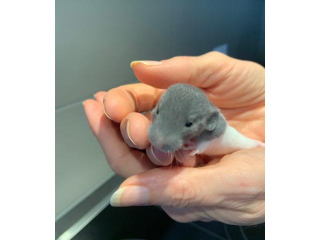 Photo Bébés rats / Ratten Babys image 1/6