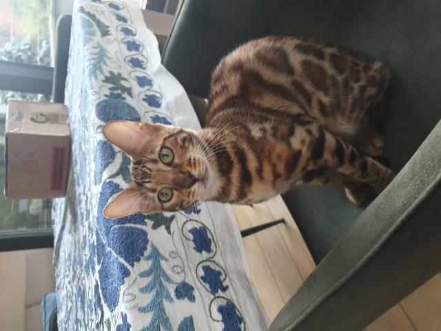 Bengal chat a vendre
