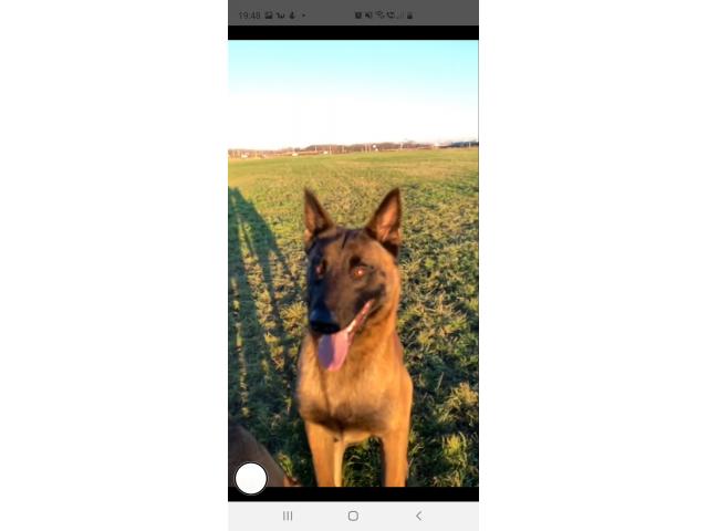 Berge malinois male pour saille