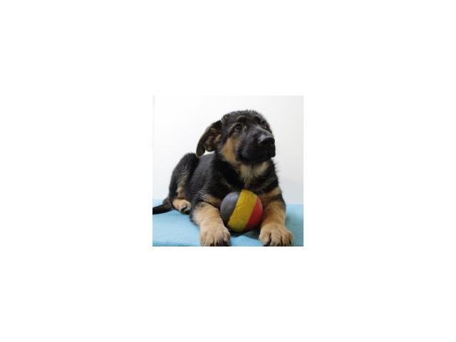 Berger Allemand - Beaux chiots belges à vendre