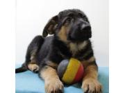 Annonce Berger Allemand - Beaux chiots belges à vendre