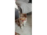 Annonce Berger australien