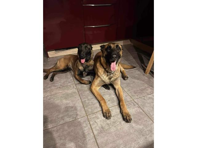 berger belge femelle malinoise