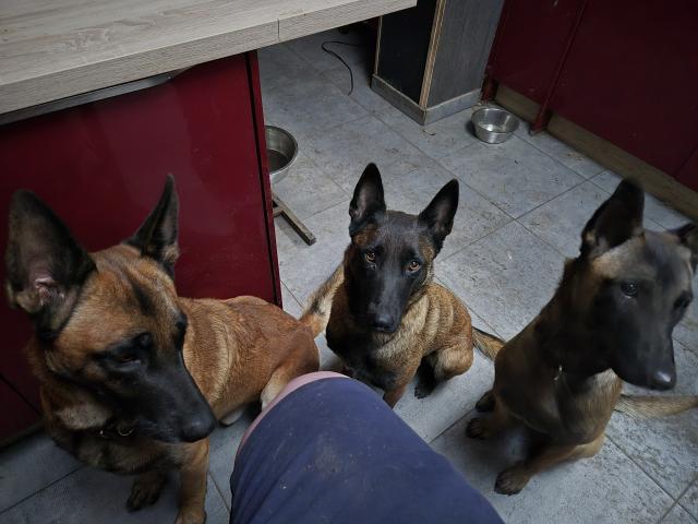 Berger belge malinoise pedigree