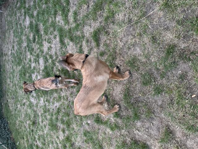 Berger malinois long poil couleur Fauve