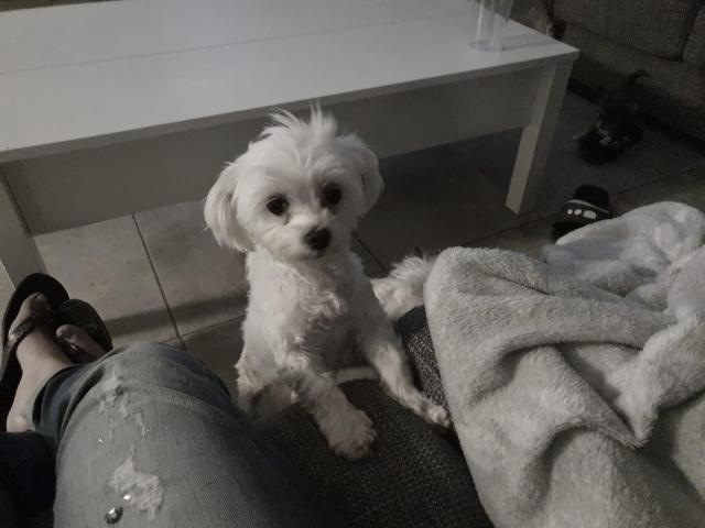 Photo Bichon maltais image 1/1