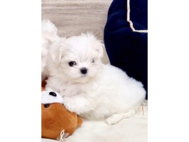 Bichon maltais