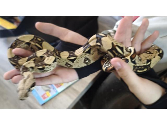 Photo Boa constructor-imperator image 1/5