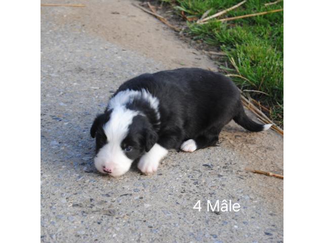 Border collie