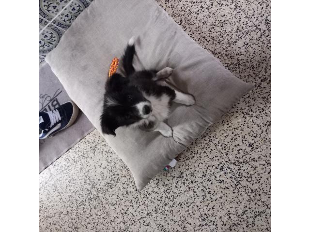 Border collie  mâle  2 mois