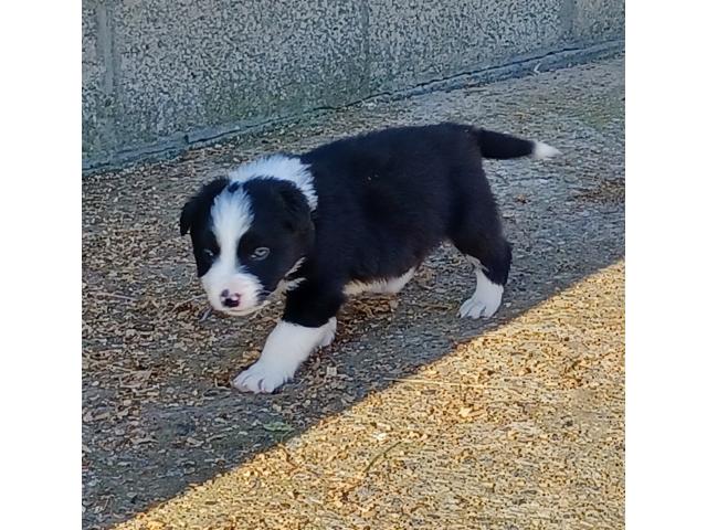 Border collie mâle nb et femelle rouge merle