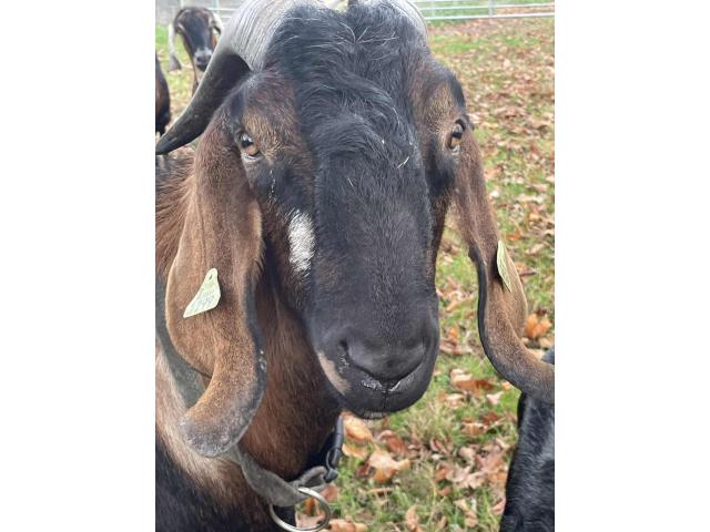 bouc anglo nubien reproducteur 4 ans