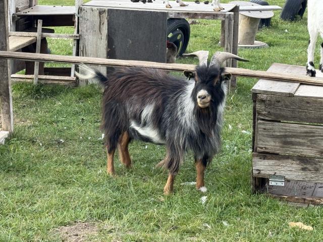 bouc nain