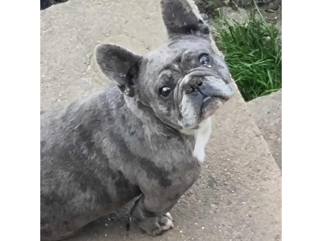 Bouledogue français