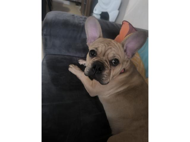 Bouledogue français