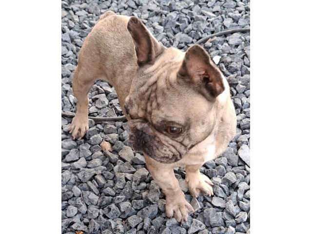 Bouledogue français