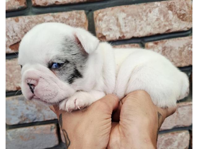 Bouledogue français