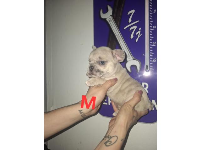 Photo Bouledogue français image 1/6