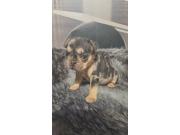 Annonce Bouledogue francais