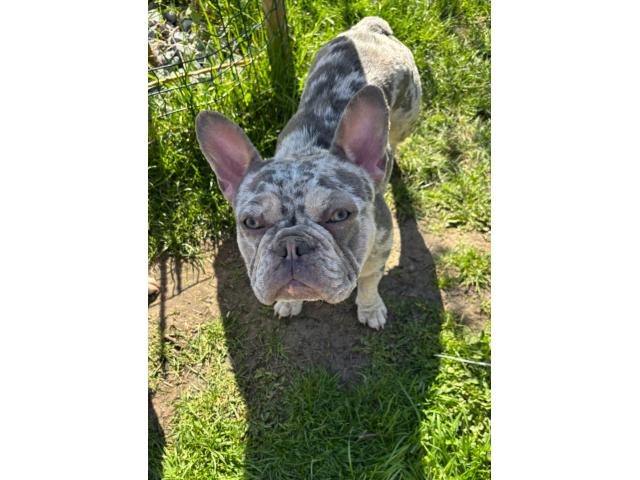 Bouledogue français femelle