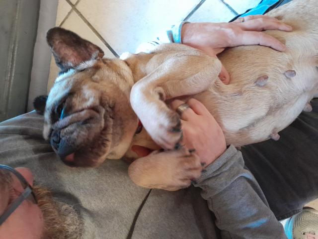 Bouledogue français femelle à vendre 100€