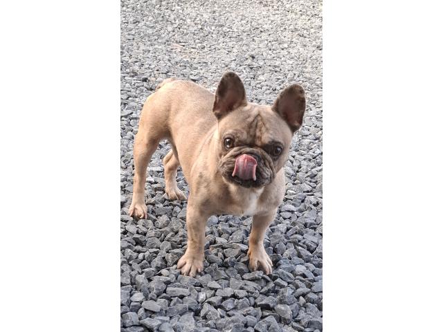 Bouledogues français