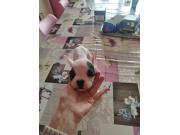 Annonce Bouledogues français a vendre