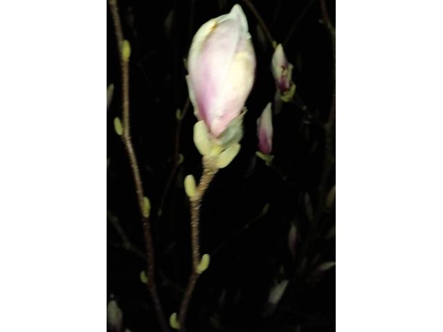 Bourgeon de magnolia.