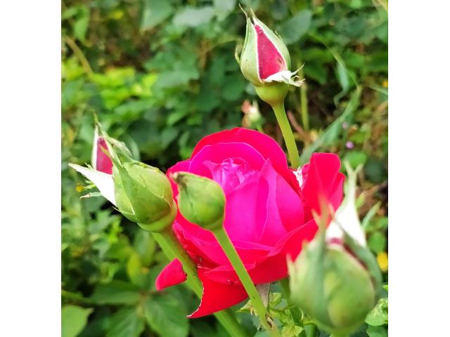 Photo Bouton de Rose rouge. image 1/1
