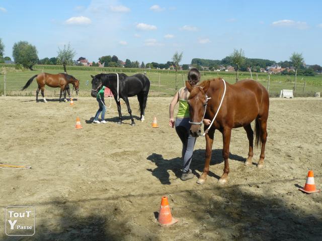 Photo Boxes spacieux et neufs pour chevaux , à Velaines (8 km de Tournai) image 1/6