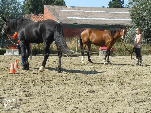 Boxes tout confort,pour chevaux en pension complète à Velaines(8 km de Tournai)