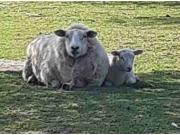 Annonce Brebis et son agnelle à vendre