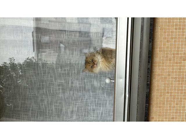 British Longhair à vendre