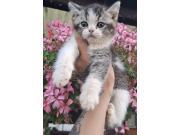 Annonce British Shorthair