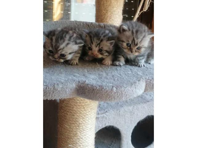 British shorthair disponibles