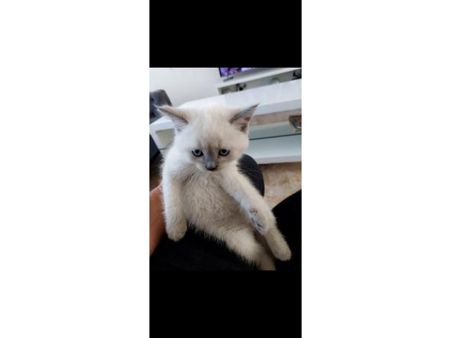 British shorthair et  longhaire  chatton