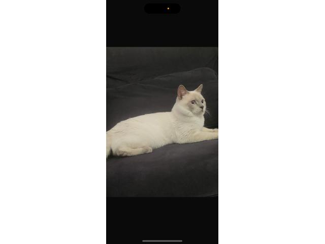 British siamois cherche famille