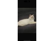 Annonce British siamois cherche famille