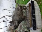 Annonce BRONZE ANIMALIER SIGNE SUR SOCLE MARBRE(sanglier)